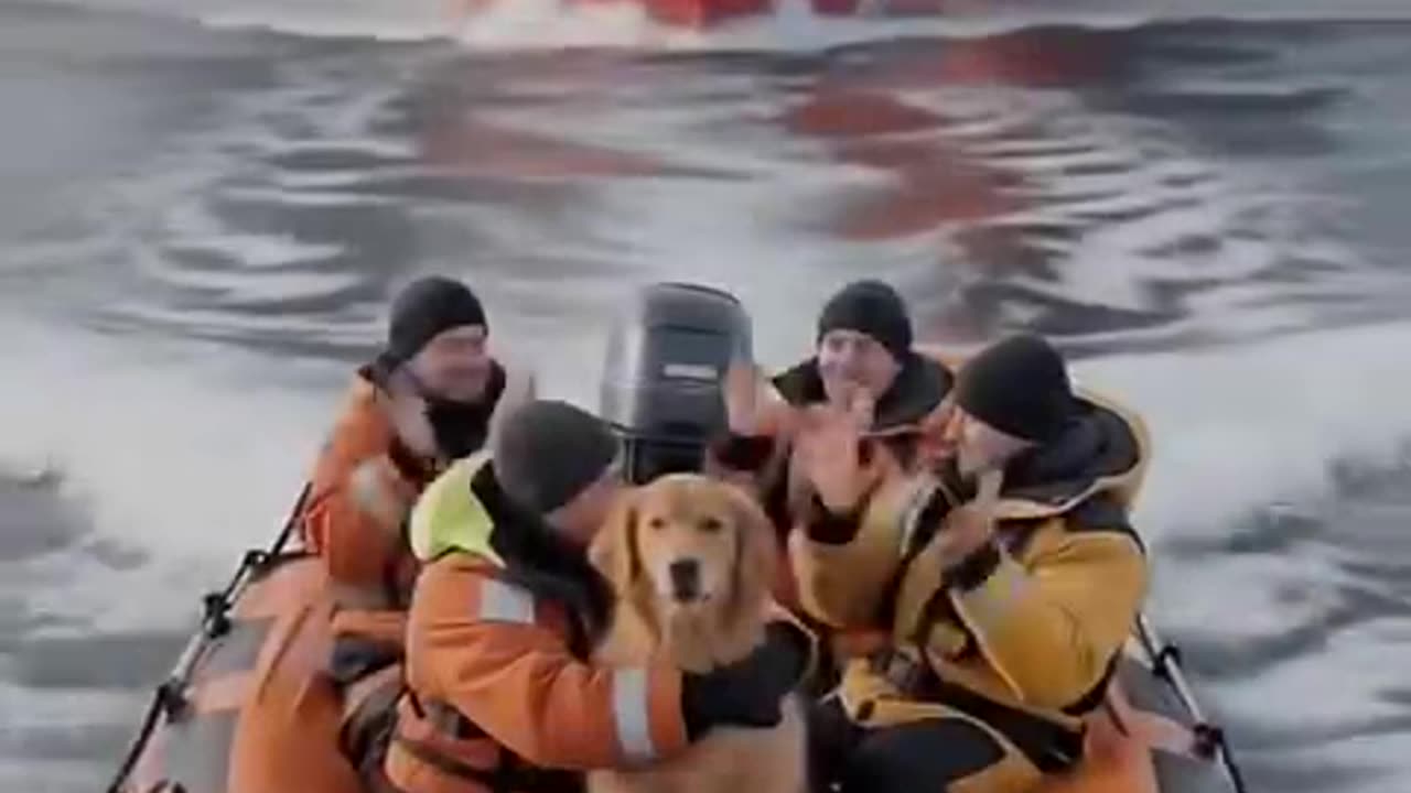 The heroic golden retriever who saved the crew of a ship