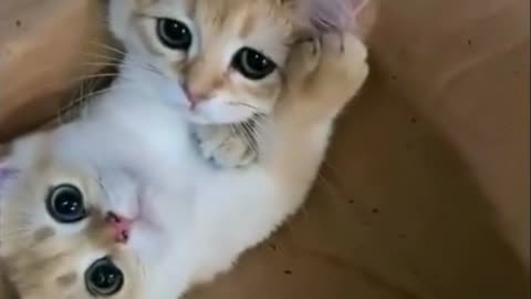 amor-gatuno-autorlovebeingcat