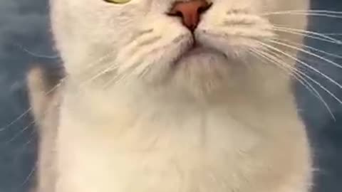 Cat hide things in sofa
