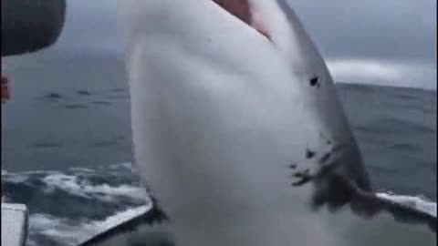 Ocean Garbage Disposal