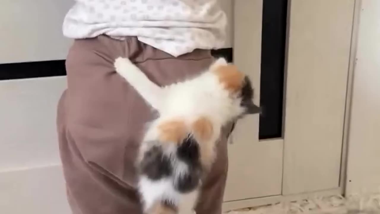 Baby cat is stuck behind the baby