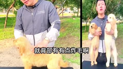 Hilarious Dog Moments You Can't Miss! #shorts #viralvideo #funny #trending #funny&cuteanimals