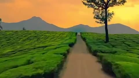 Munnar Hill Station, India