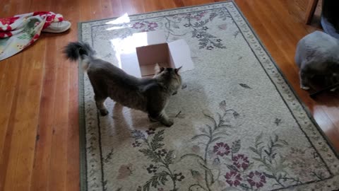 My Cats