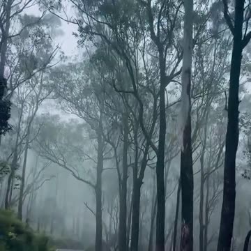 "Calm & Beautiful Nature Moments 🌊🌳"