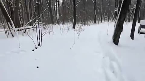 Eagle had a frozen beak