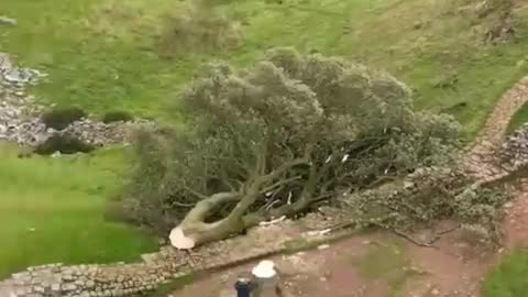 two men have been convicted for cutting down the famous Sycamore Gap Tree