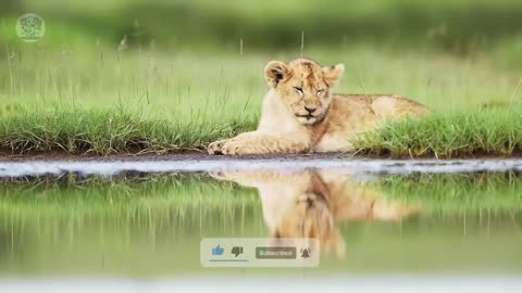 The orphaned lion cub had to eat trash to survive. Then a miracle happened.