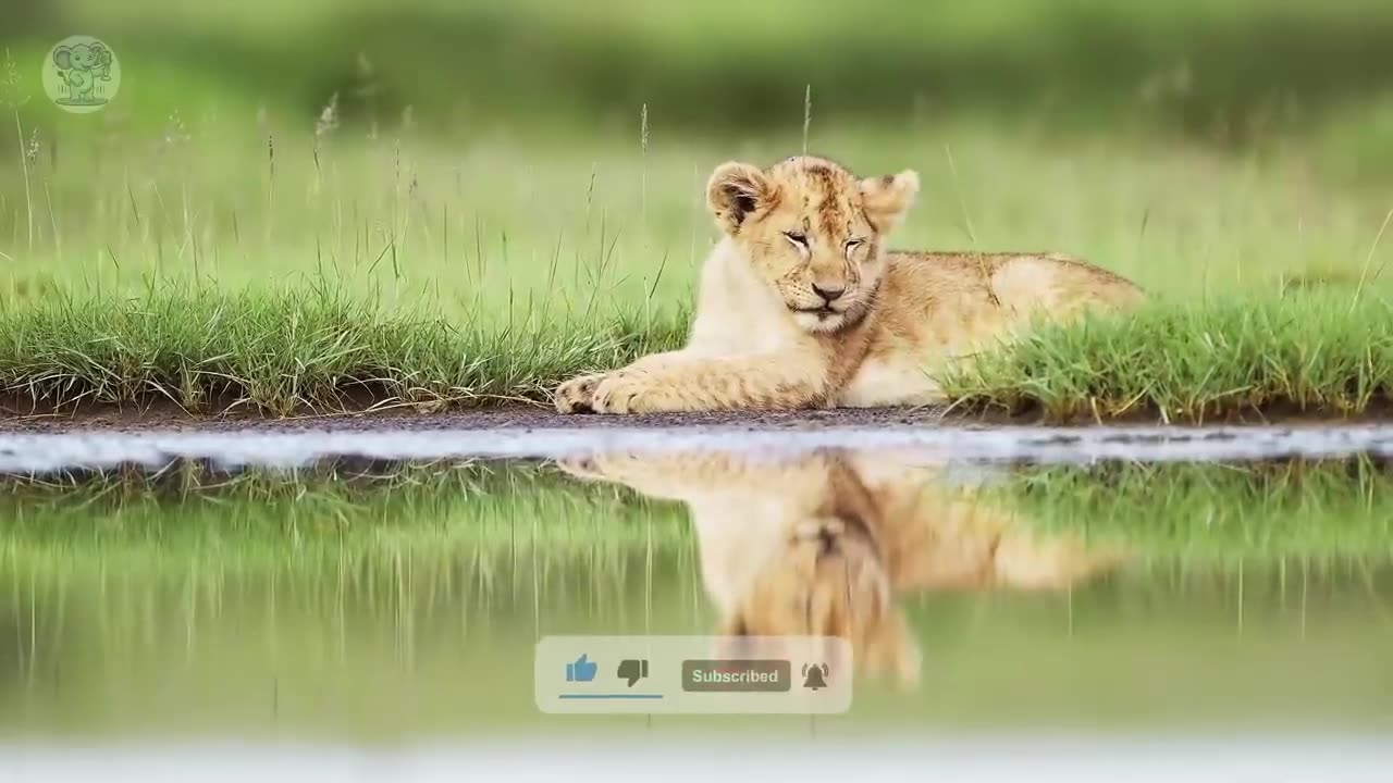 The orphaned lion cub had to eat trash to survive. Then a miracle happened.