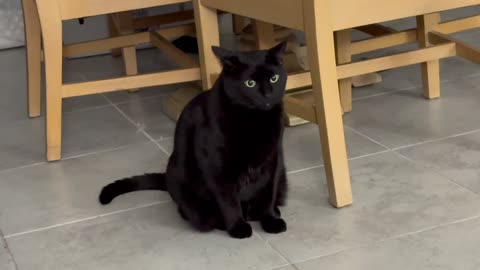 Precious Piper is an Example for Security Guards Everywhere - Adopting a Cat from a Shelter Vlog