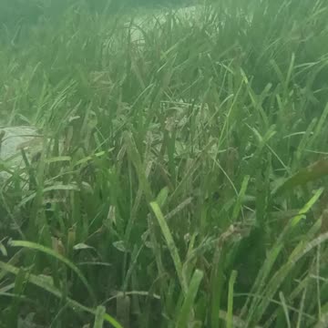 Morning Snorkeling. #mangrove
