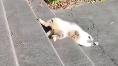 That noise sent me 😭🐾 😂