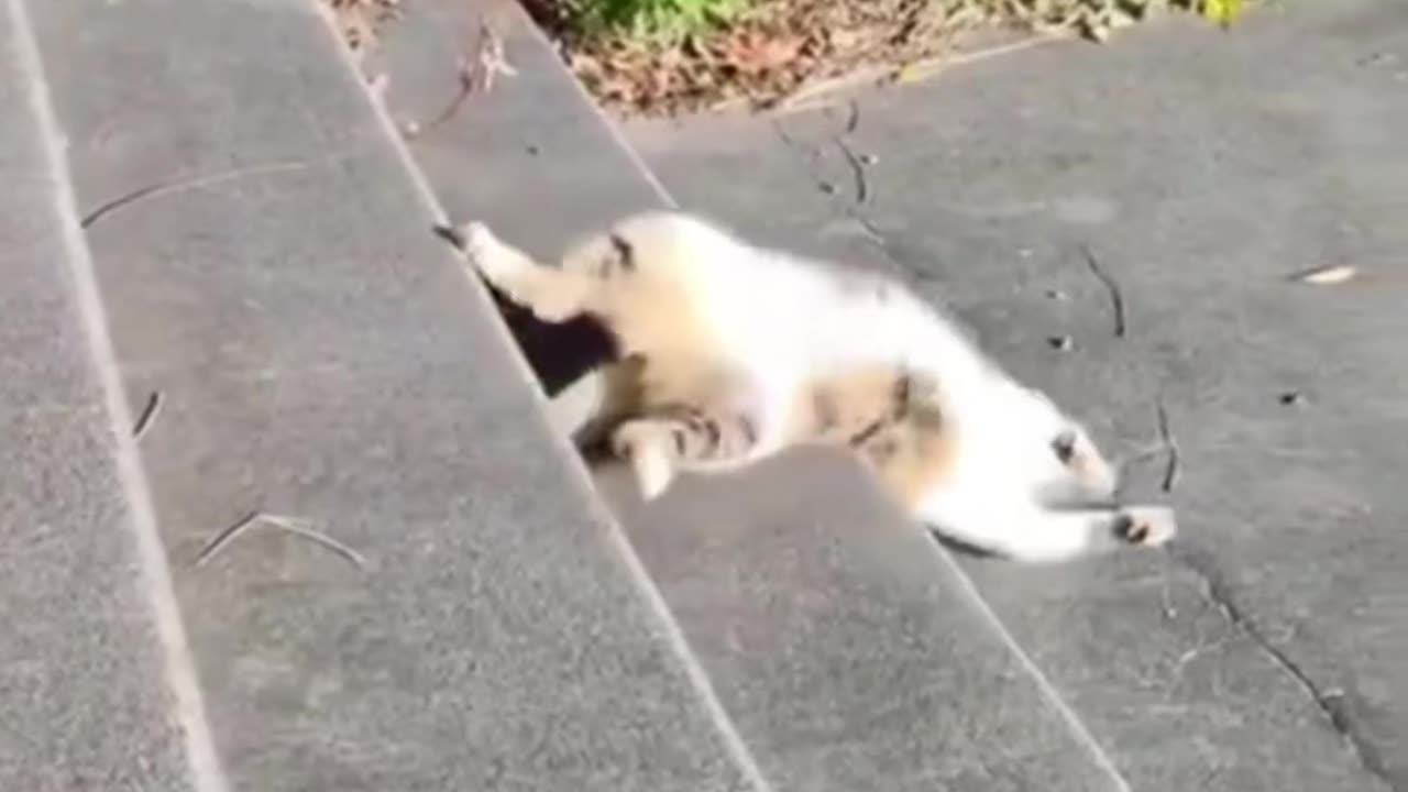 That noise sent me 😭🐾 😂
