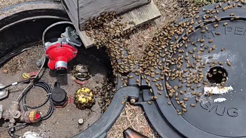 easy peeeeezy honeybee swarm removal