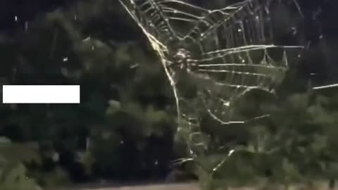 🧠✨ Spiders Know When to Take In Their Webs Before the Rain! | FeedMyCuriosity