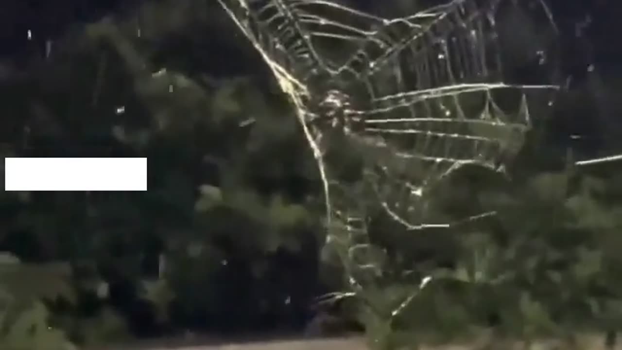 🧠✨ Spiders Know When to Take In Their Webs Before the Rain! | FeedMyCuriosity