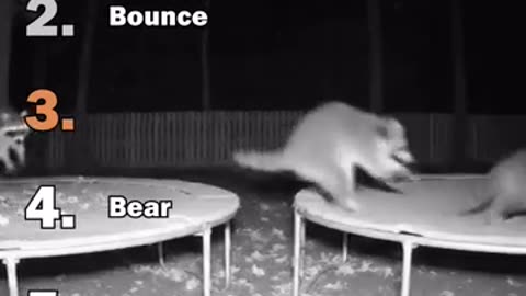 Animal Bounce Showdown