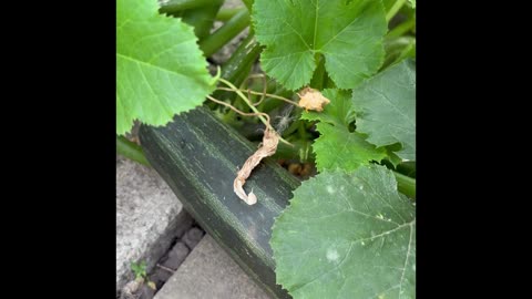 #video Zucchini, Growth, and Nourishment, #Food #Nature 👩‍🌾 #plant #gardening