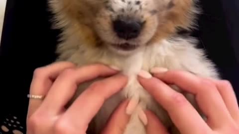 Someone Wants to Say Hello 🐶💞