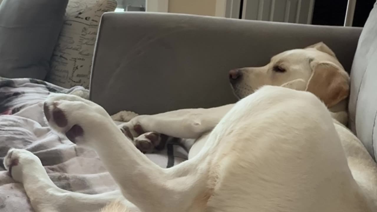 Pup's Leg Pops Up When Hand Is Near