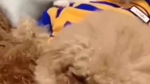Cute AND Funny? These Animals Have It All! 😍🐕