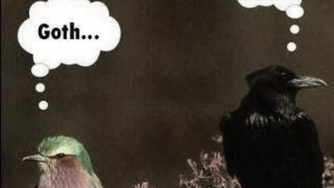 Do Birds Really Think This About Each Other #reaction #comedy