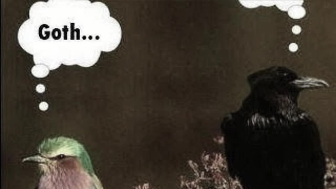 Do Birds Really Think This About Each Other #reaction #comedy