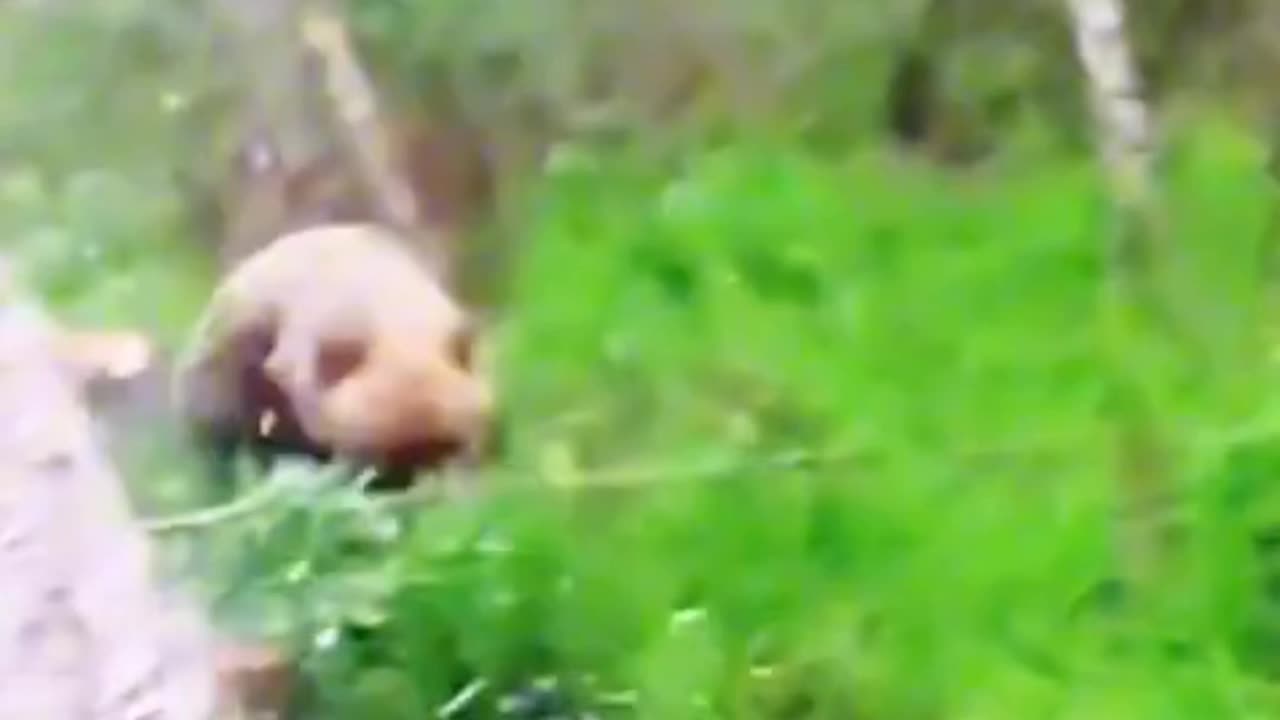 Charge grizzly bear down