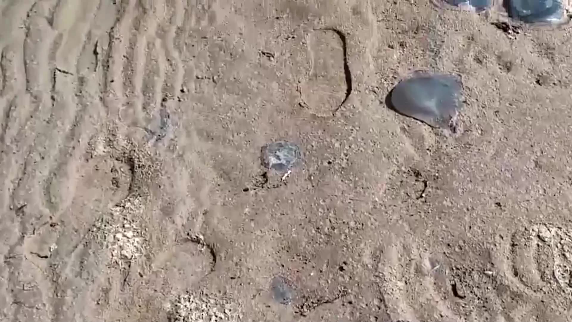 French nuclear plant to restart after jellyfish invasion