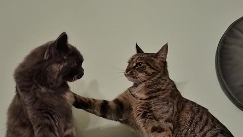 😂👧 The Funniest Sibling Rivalries You'll Ever See! | FunFM