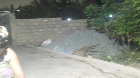 What's the cat doing