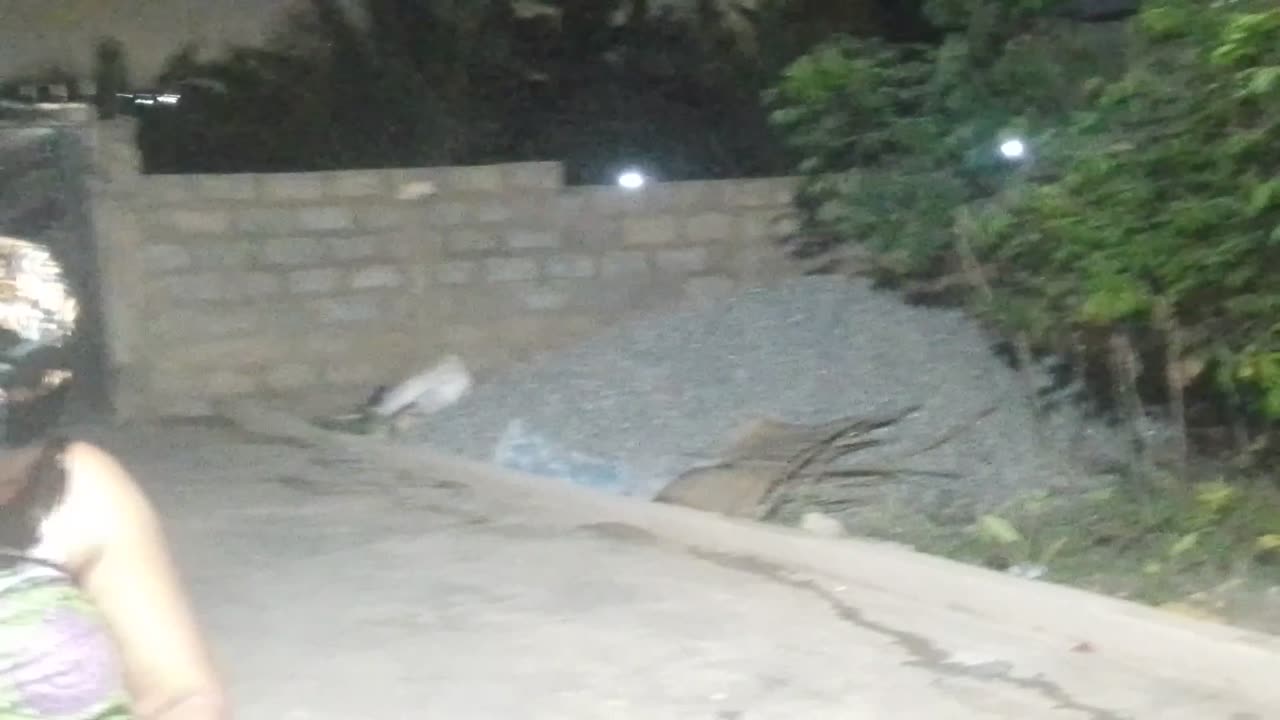 What's the cat doing