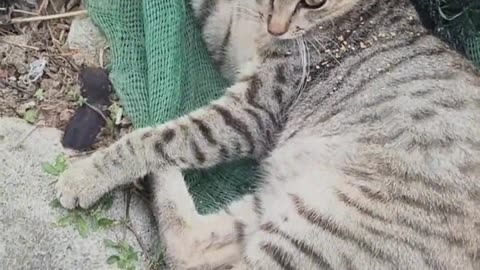 Cat： You get away from me.