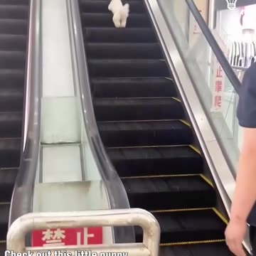 An adorable puppy on the escalator!.hd