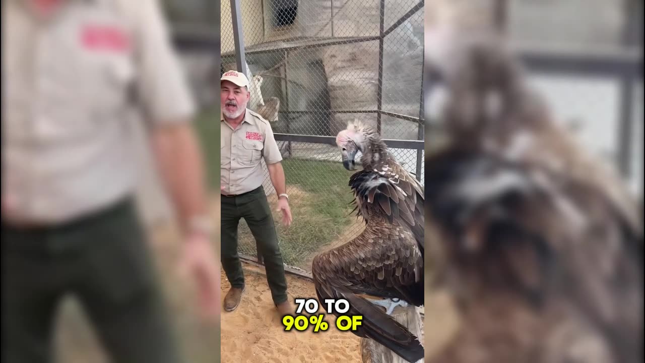 The Bearded Vulture Nature’s Bone Crusher
