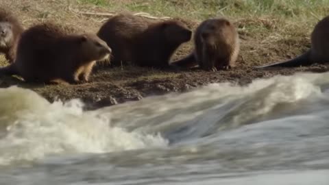 Beavers Restore Totally Dead Land in Florida