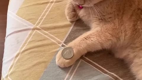Amazing Cat Performs Magic Trick!
