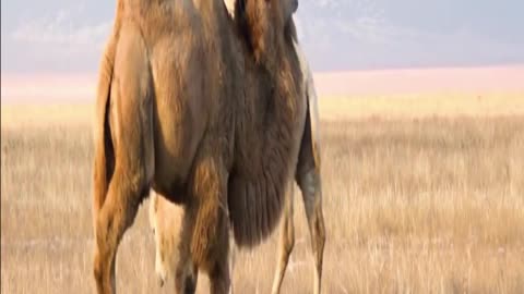 camel