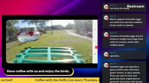 Bird Feeder Live 5-3
