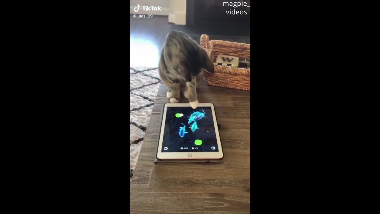 Funny Animals