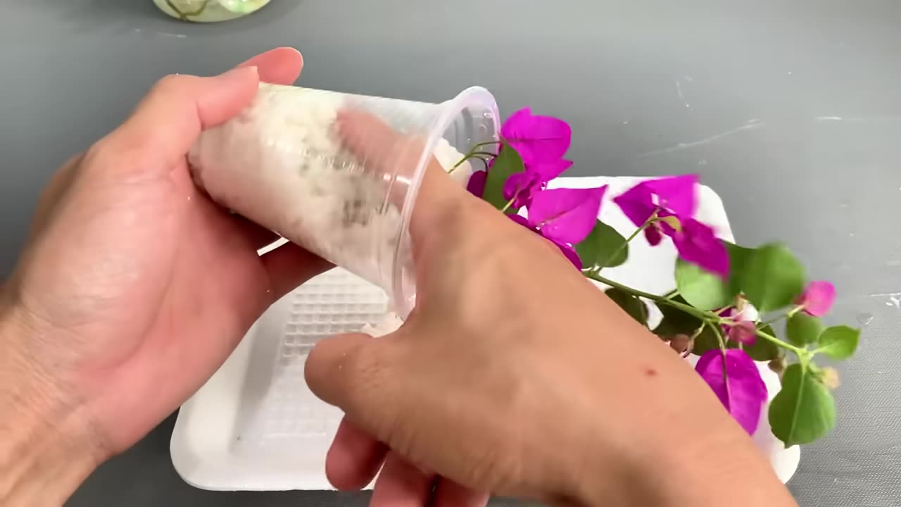 Just Rice! Bougainvillea Branch Suddenly Roots Like Crazy Overnight