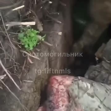 A Colombian macaque got into trouble