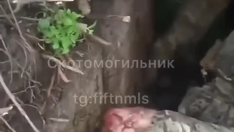 A Colombian macaque got into trouble