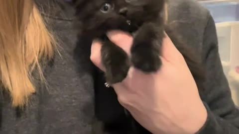 she found herself a kitten