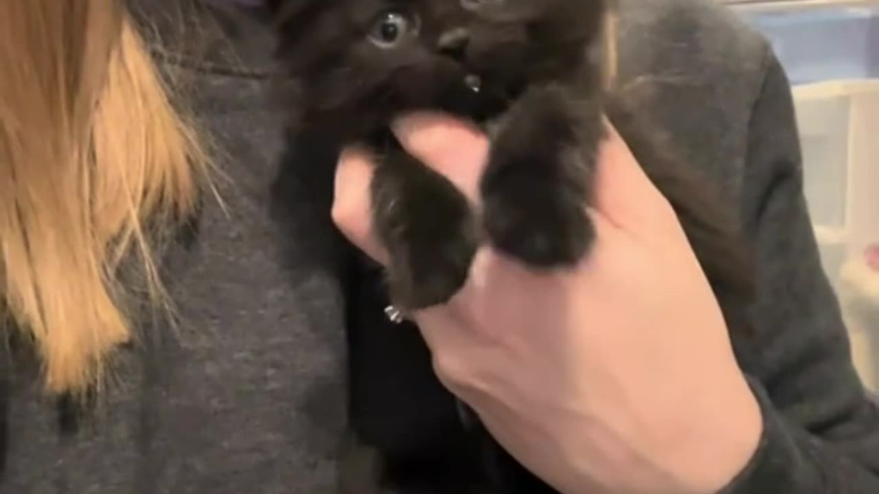 she found herself a kitten