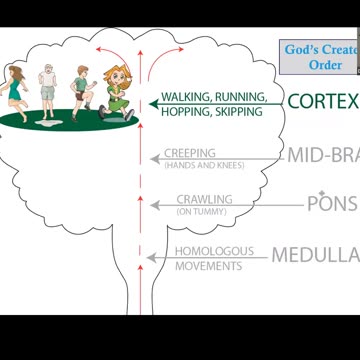 Boost brain organization