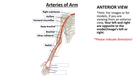 Practice identifying arteries of the Arms and Legs