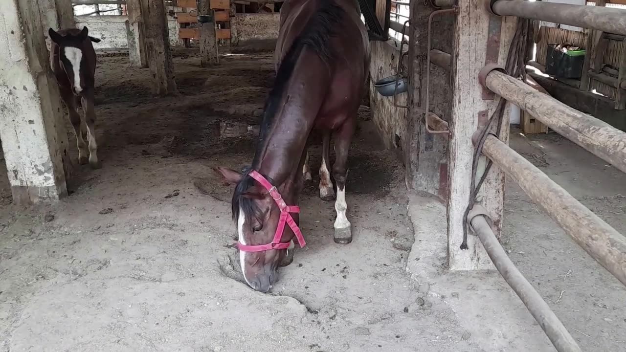 horse