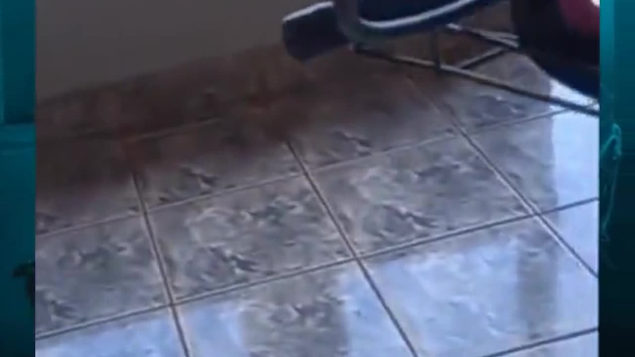 👹🐶 What’s Up with That Dog? Demon Pet Sighting | TheHauntingHour