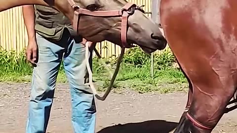 Diagnosis of horses for pregnancy